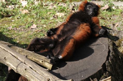 Roter Vari - Tier-fotos.eu