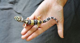 How To Sex Leopard Geckos 3 Things To Look For