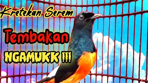 PANCINGAN MURAI BATU GACOR NEMBAK SANGAR SEKALI DENGAR MURAI BATU JADI