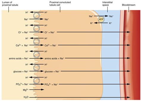 Proximal Convoluted Tubule Function 4