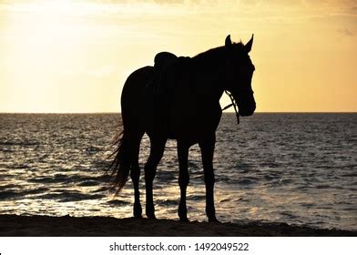 Black Horse Sunset Stock Photo 1492049522 | Shutterstock