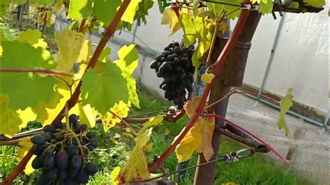 виноград на 18 октября. Кадрянка висит. - YouTube
