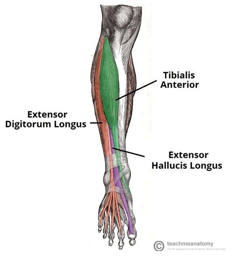 Compartments of leg muscles - pagelopez