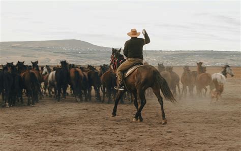 8 Us States With Largest Wild Mustang Population