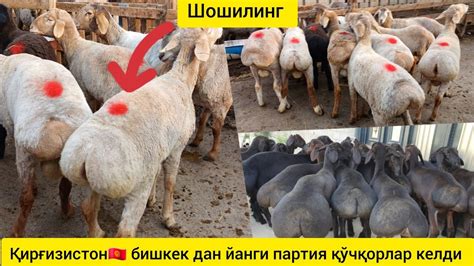 Қирғизистон🇰🇬бишкек дан йемга таййор қўчқорлар келди☎️998913654600 ...