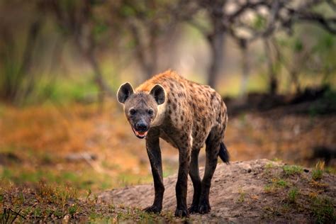 Hyena Vs Dog