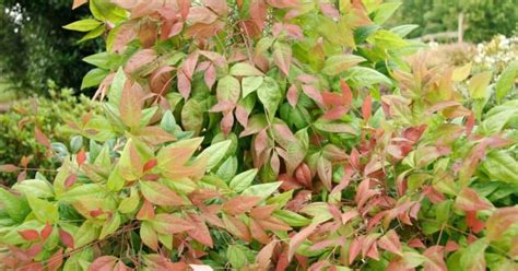 Cool Weather Cooler Curb Appeal Southern Living Plants