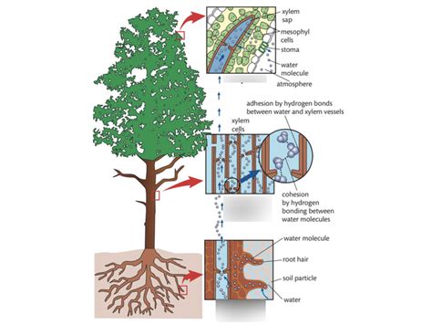 Cohesion Of Water Diagram