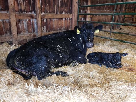 Calving - CattleMax