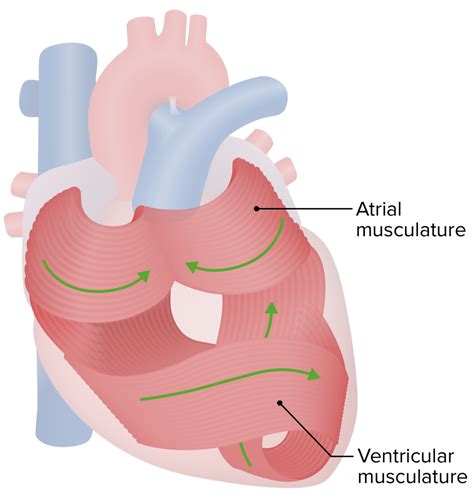 Corazón Anatomía Concise Medical Knowledge
