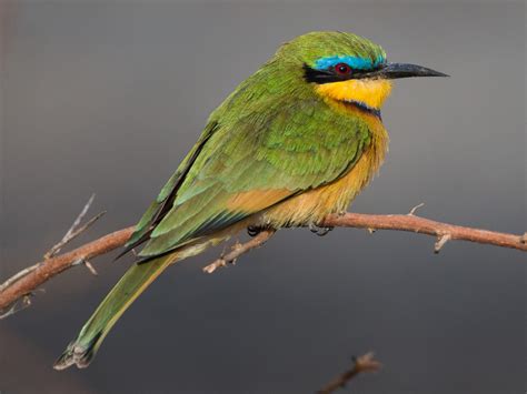 Little Bee Eater Ebird