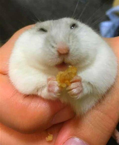 Hamster Meme Funny Pictures Photos Wallpapers