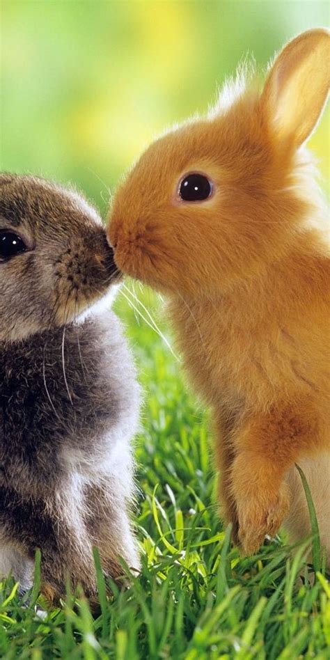 Animais Tem Parede Celular - Papel de parede para celular: Animais, Coelhos, 45597 baixe o papel de ...