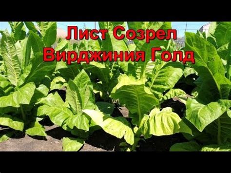 Созревание листа и первая ломка сорт Табака Вирджиния Голд Германия ...
