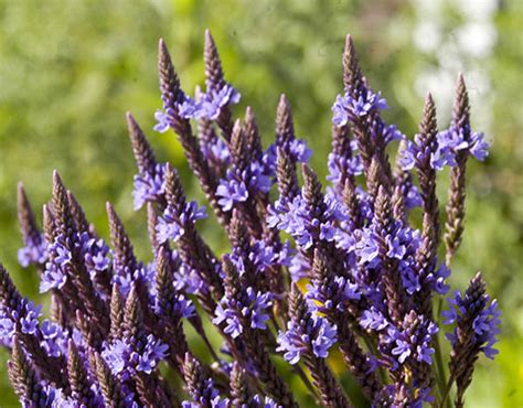 Семена вербена лекарственная пряность купить, узнать описание ...