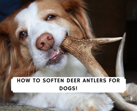 How To Soften Deer Antlers For Dogs