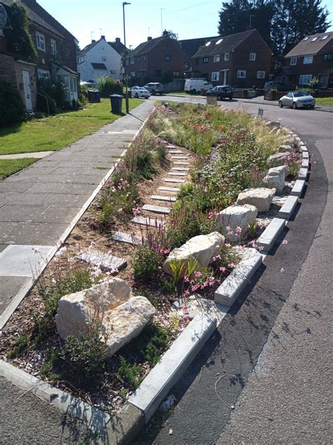 Rain Gardens for Natural Water Management | Meristem Design