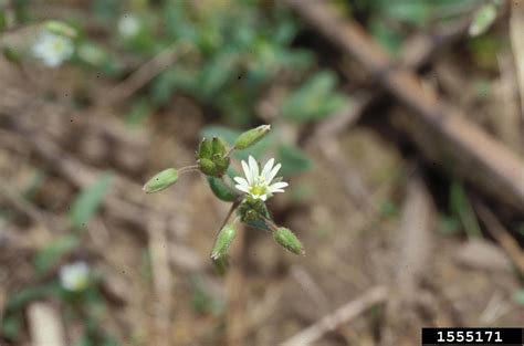 Big Chickweed Cerastium Fontanum Ssp Vulgare Caryophyllales