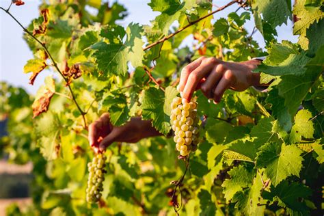 Alimentazione E Cibo Nella Calabria Popolare Cont 2