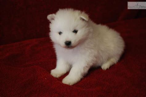 Meet Male A Cute American Eskimo Dog Puppy For Sale For 1200 Mr