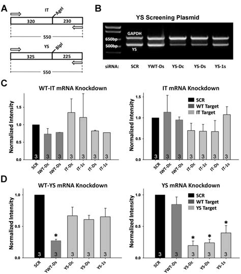 A And B Approach For Screening Sirna Knockdown Efficiency And