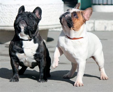 Размеры французского бульдога – стандарты, отклонение