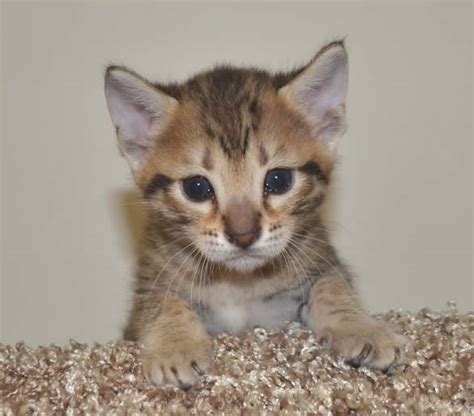 F7 Savannah Kittens G107 26e Savannah Kittens By Amanukatz