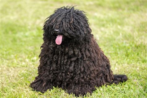 15 Curly Haired Dogs With Pictures Readers Digest