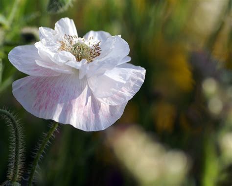 Купить семена Мак Papaver Alba в Москве: доставка семян по России и СНГ ...