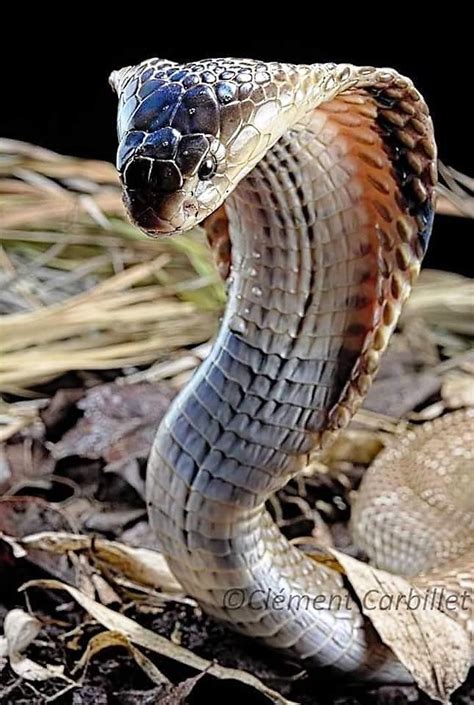 Les Reptiles, Cute Reptiles, Reptiles And Amphibians, Nature Animals ...