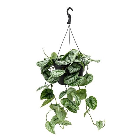 Сциндапсус пиктус Треби | Кокедама ру