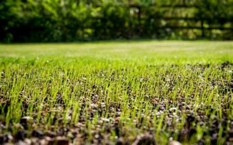 Grass Seed Germination Day By Day What You Can Expect To See