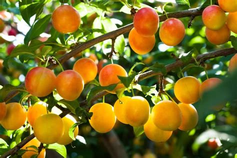 Mirabellier Come Avere Delle Belle Prugne Mirabelle Nel Tuo Giardino