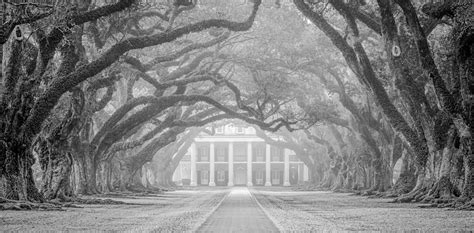 Oak Alley Fog Photography