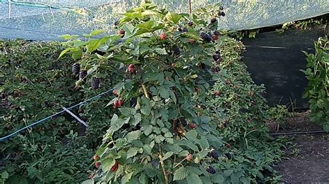 Ежевика Блэк Джем Описание Сорта Фото – Telegraph