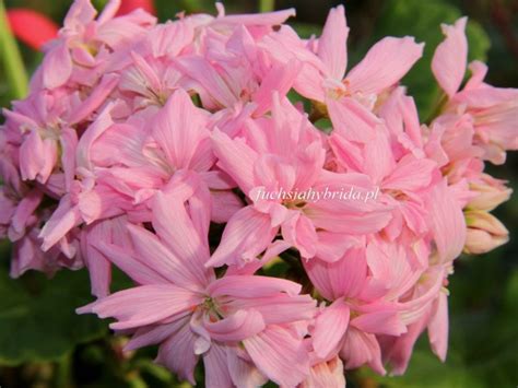 FuchsiaHybrida.pl