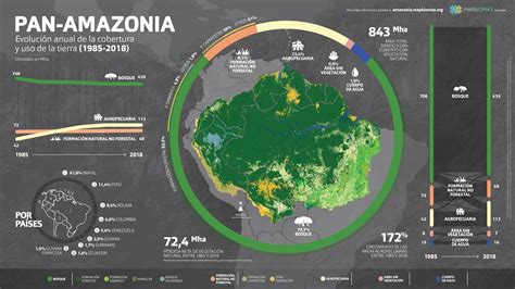 A Amazônia Está Virando Pasto Mostra Análise De Três Décadas