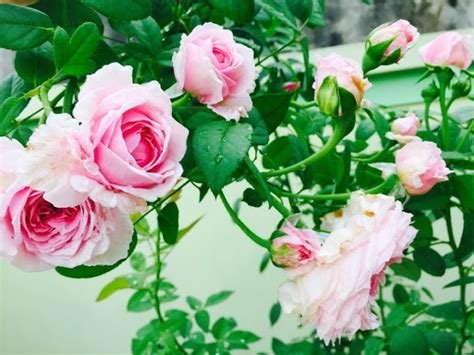 Hình Bông Hoa Đẹp Nhất: Nét Tươi Sáng Của Thiên Nhiên