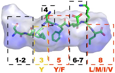 Volume Representation Of The MHC H 2Kb Peptide Binding Cleft Derived