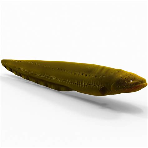 Electric Eel 3D Model $49 - .3ds .lwo .obj .max .ma .c4d - Free3D