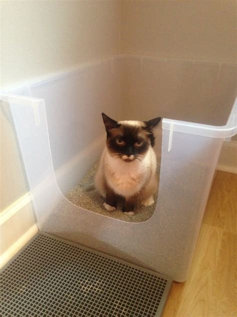 Constipation in Cats - Fundamentally Feline