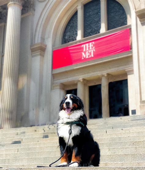 BERNIE | Introducing the berner | Instagram