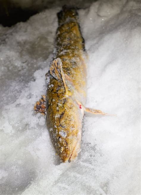 Burbot Ice Fishing Stock Image Image Of Fishing Cusk 210391347