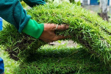 Kentucky Bluegrass Sod Installation Guide Thompson Brothers Sod Farms
