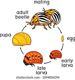 Life Cycle Colorado Potato Beetle Leptinotarsa Stock Vector (Royalty Free) 1094828849