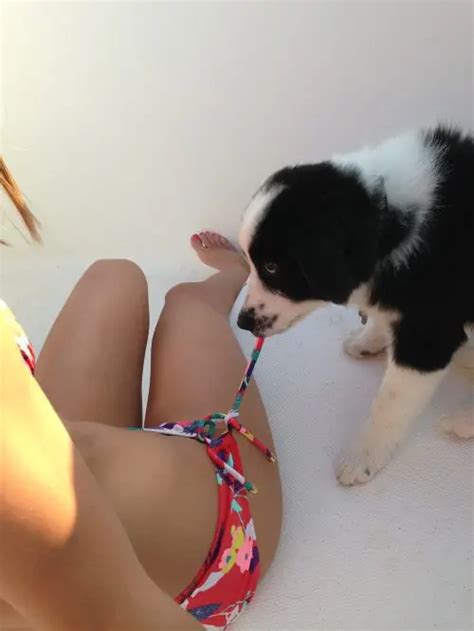 Discover More Like GirlsCuddlingPuppies Puppy Tugging At Bikini String And Related Content