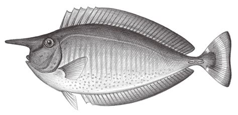 Brevirostris Oceantag 學習網