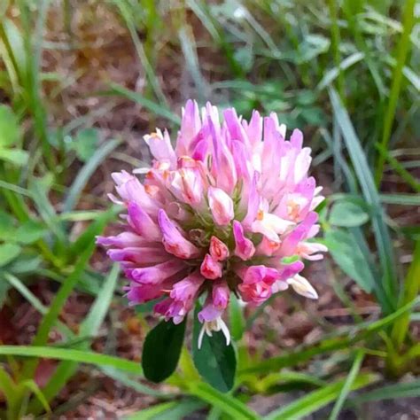 How To Get Rid Of Purple Weed In Yard At Sandra Miles Blog