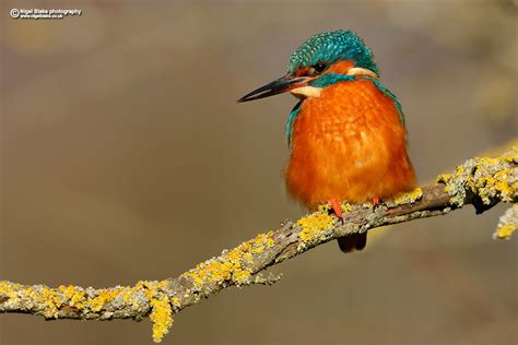 Common Kingfisher Alcedo Atthis Common Kingfisher Alced Flickr