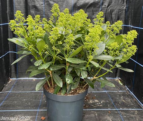 Skimmia Japonica Finchy The Big Plant Nursery